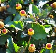 Extrait de Mafane : Le secret naturel au cœur de la cosmétique de luxe pour un effet lissant "Botox-like"